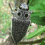 Lampetis amaurotica